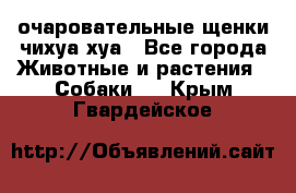 очаровательные щенки чихуа-хуа - Все города Животные и растения » Собаки   . Крым,Гвардейское